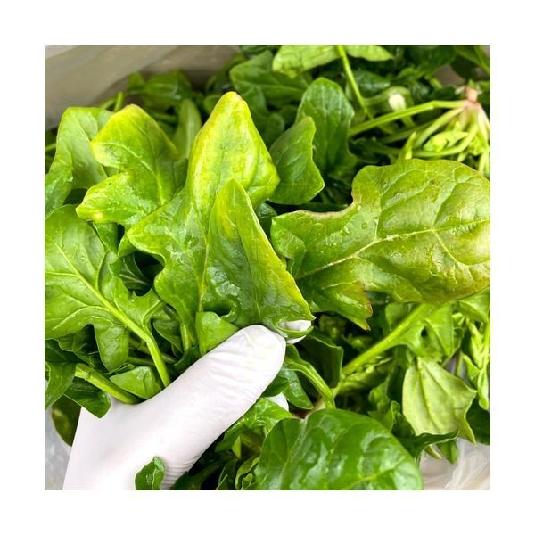 시금치 2kg 내외