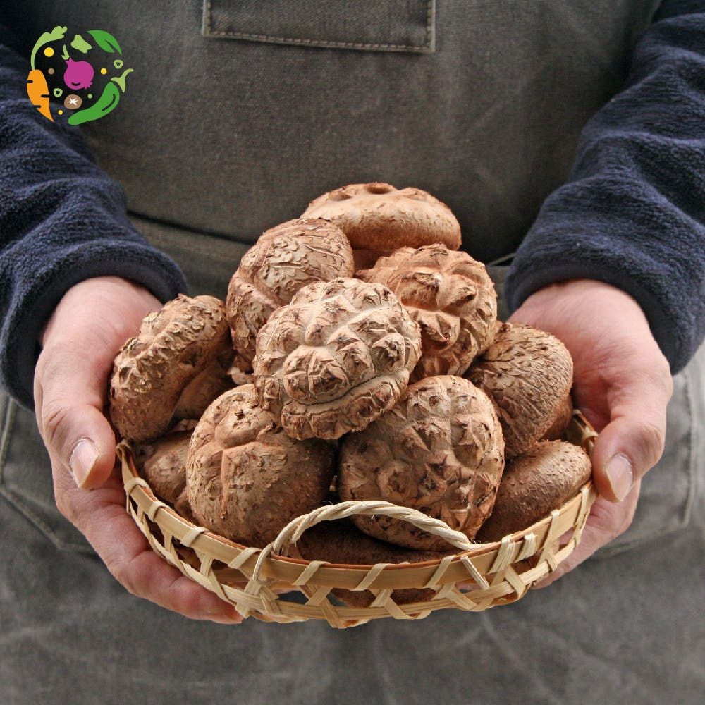 [온누리상품] [새벽경매] 국내산 생 표고버섯 500Kg/1Kg