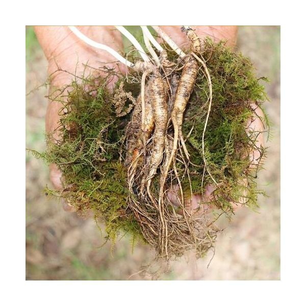 강원도 횡성 산양삼 9-10년근 파삼 100g