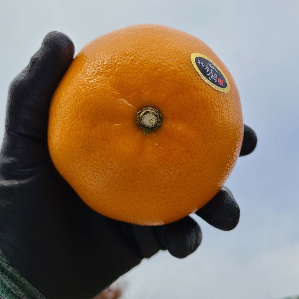 올레길천혜향 제주 제철 과일 고당도 못난이 가정용 천혜향 중대과 3kg 감귤 한라봉 레드향