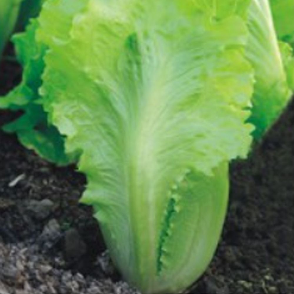 (현대Hmall) 채소씨앗 아삭이상추종자 상추씨앗 2000립야채씨앗 2000립