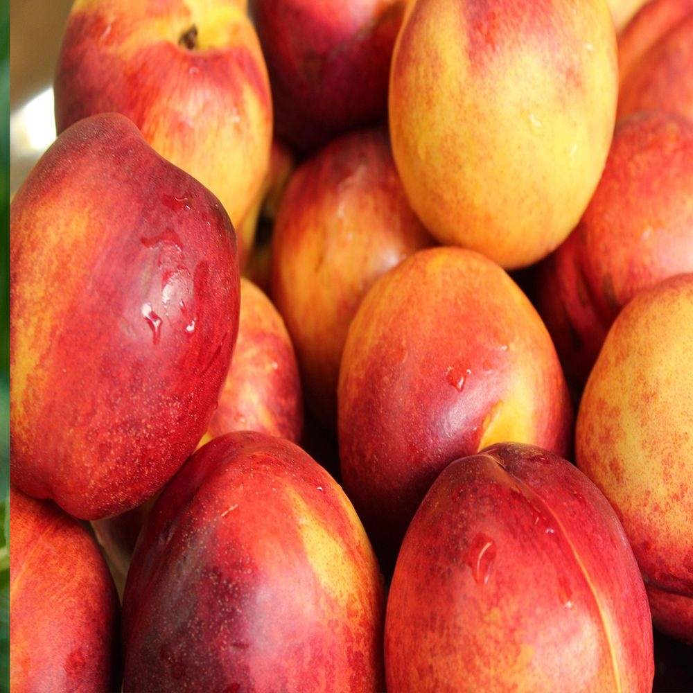 복숭아나무묘목 경봉,천도,황도,백도,엘로드림,신비복숭아 1~2년생 특묘