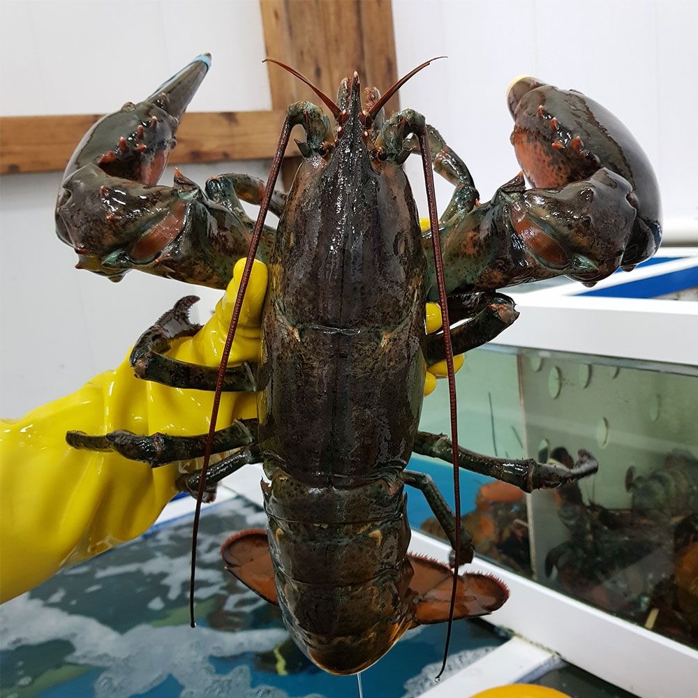 바다사나이 캐나다산 살아있는 활 A급 랍스터 80%이상 수율보장 500g 600g 700g 1kg