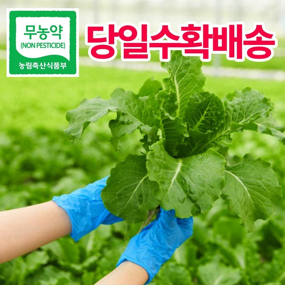 [무농약 유로피안 샐러드] 유럽 셀러드 1kg 당일수확 로메인, 버터헤드 외 6-8종