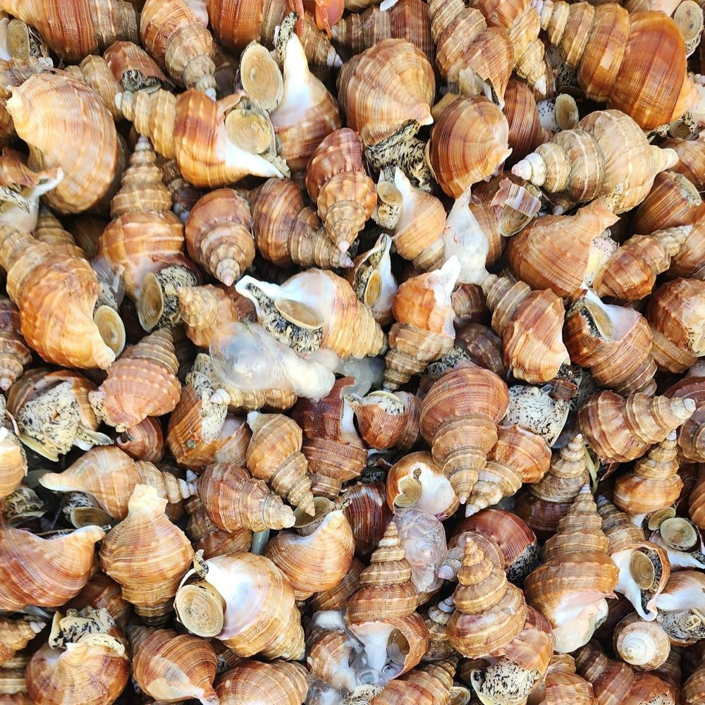 포항 살아있는 활 살고동 고추골뱅이 1kg