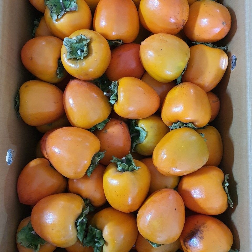 삼백곶감 삼백곶감 곶감용 대봉감 홍시 연시 대봉시 단감 둥시 5kg 10kg