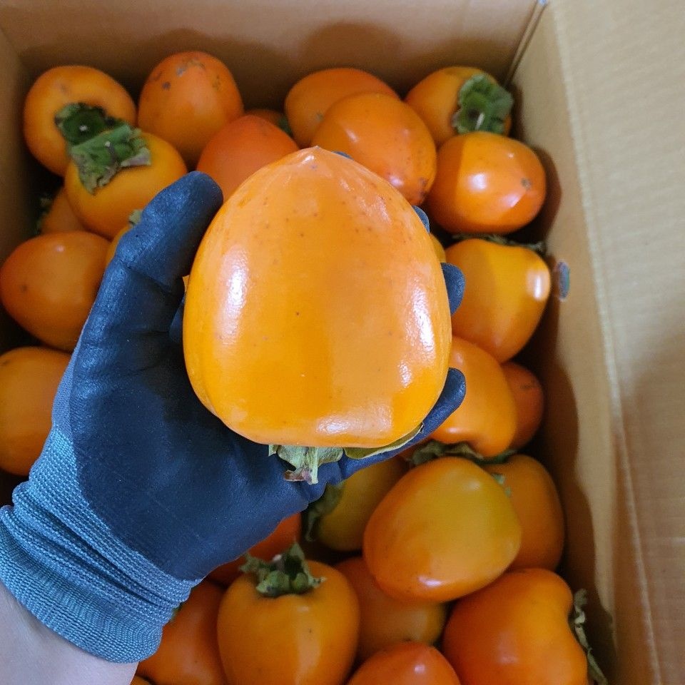 삼백곶감 삼백곶감 상주대봉감 생감 연시 홍시 떫은감 단감 둥시감 곶감용 대봉 5kg 10kg