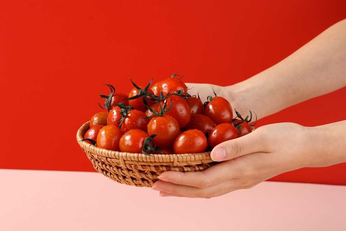 스테비아 대추방울토마토 로얄과 1.5kg