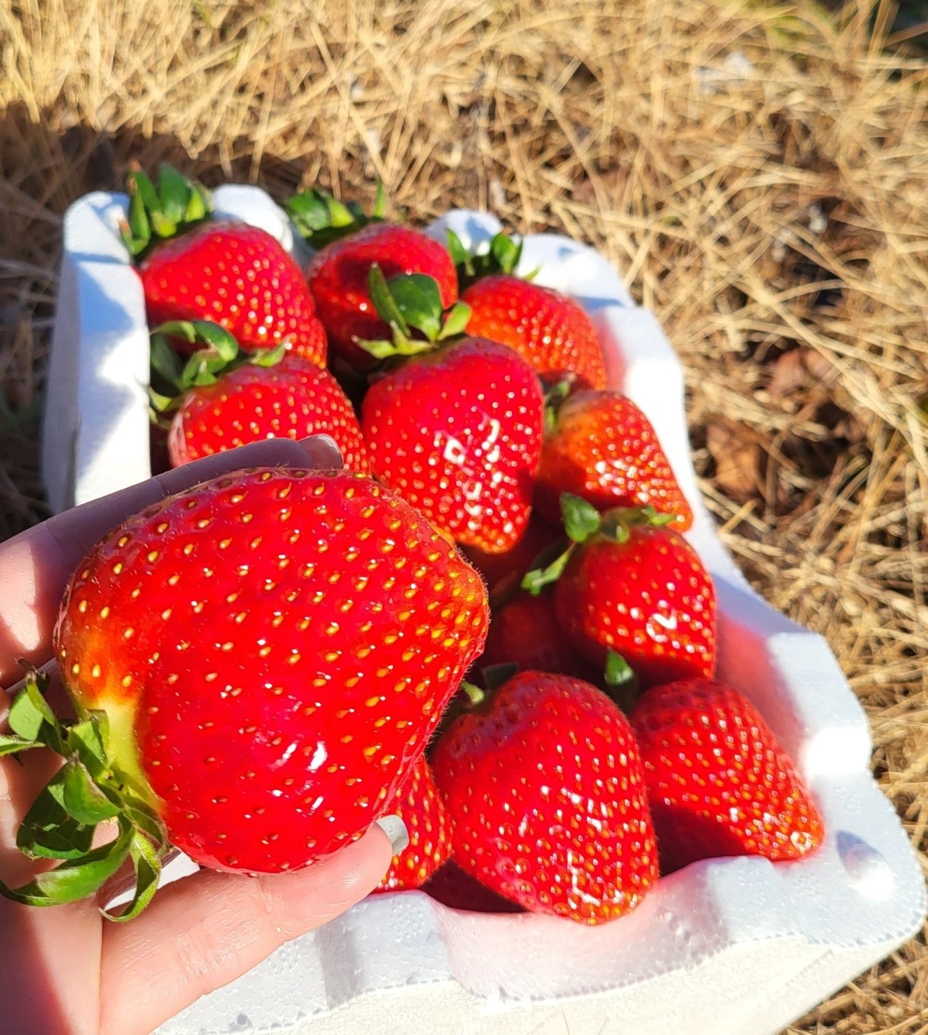 딸기 생딸기 하우스딸기 설향딸기 삼례딸기 500G 1KG 2KG