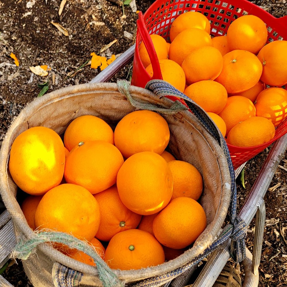 제주 13brix 당도선별 천혜향 2kg