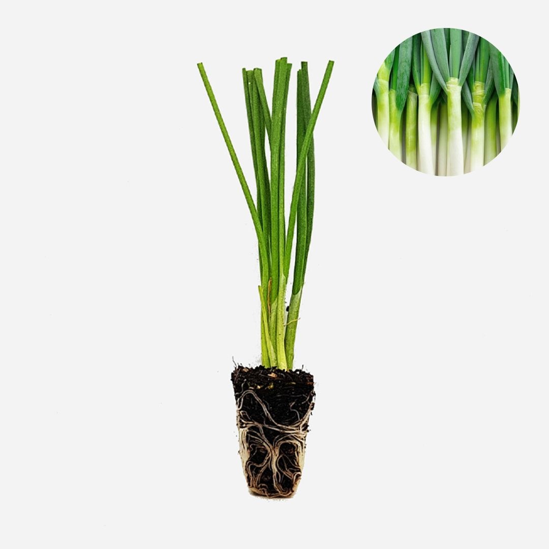 마이플랜트 (현대Hmall) 마이플랜트 흑금장파 5개 야채 대파 모종 주말농장 텃밭 채소 튼튼한 모종