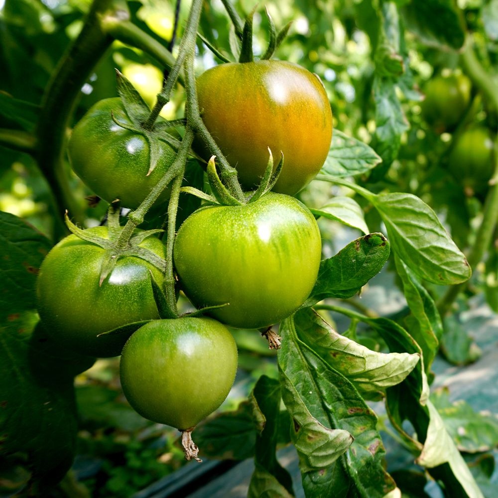 DH 부산 대저토마토 2.5kg 단짠단짠 토마토