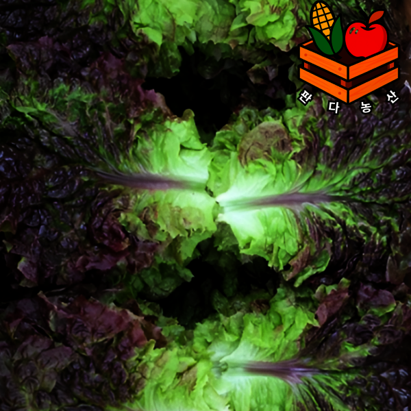 당일경매 국내산 대용량 샐러드 쌈채소 꽃상추 1kg