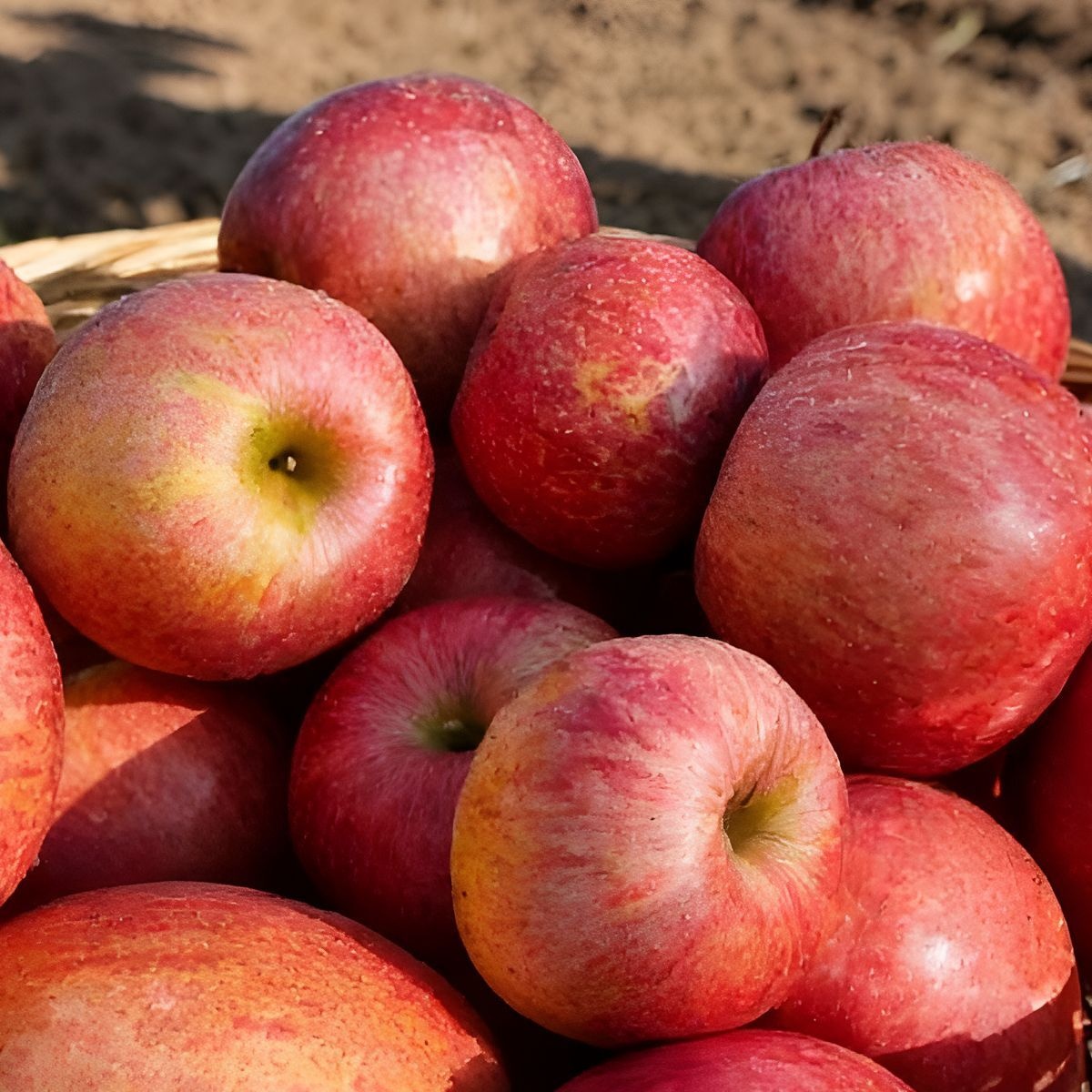 ABC주스용 가성비 사과 7kg 내외