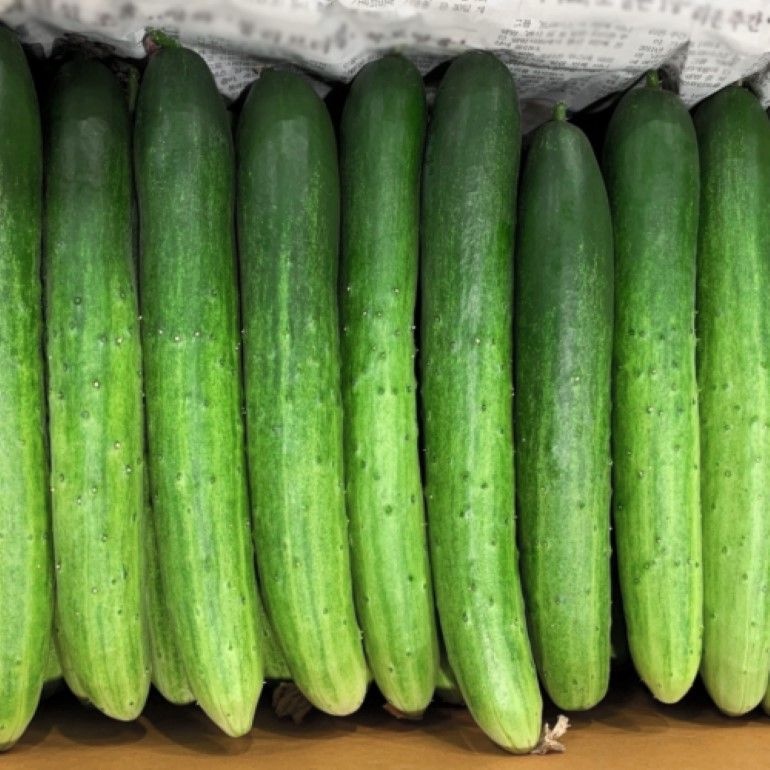 [온누리상품] 국내산 오이 백다다기오이/취청오이 1kg/2kg/3kg/4kg/5kg/10kg