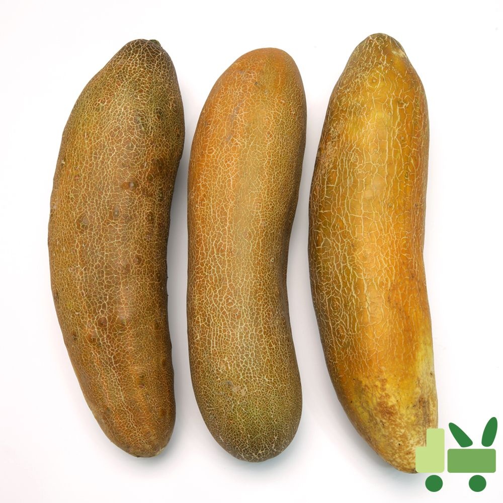 노각 (늙은오이) 10Kg (상)