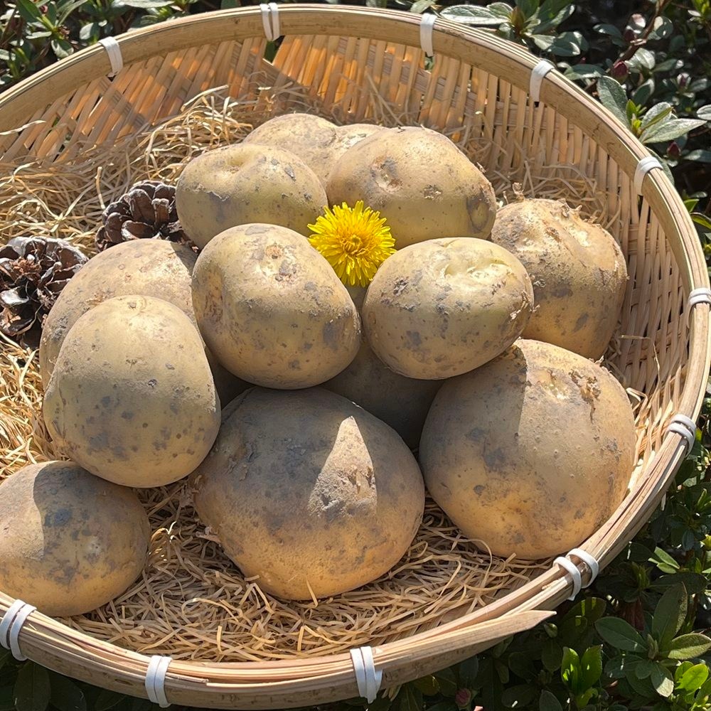 단단하고 쫀득한 설봉 감자 특대 5kg 10kg 국내산 햇감자 요리용