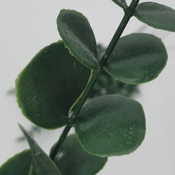 [하프클럽]잎사귀 인테리어 촬영소품 유칼립투스 조화 B