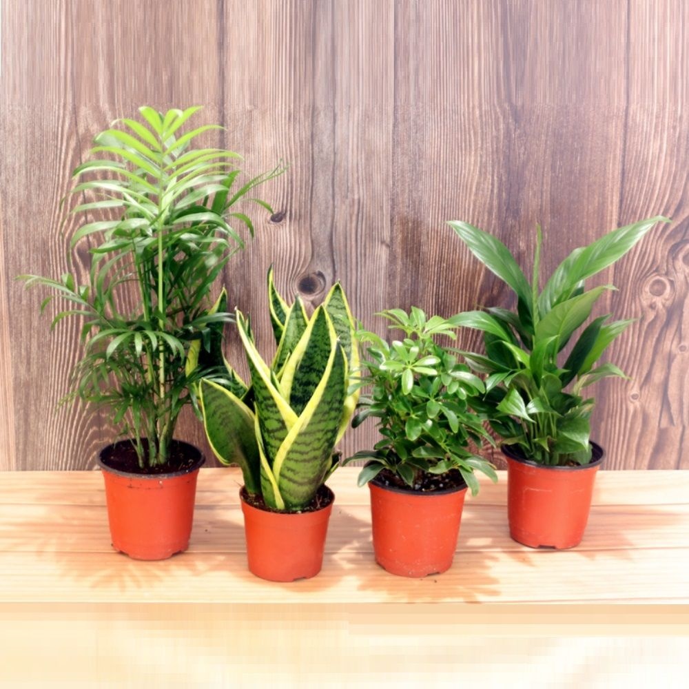 공기정화식물 4개 세트 스파티필름 홍콩야자 테이블야자 산세베리아
