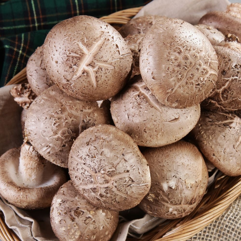 GAP 생 표고버섯 1kg