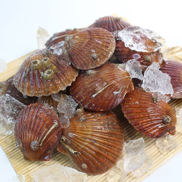 [온누리상품] 친환경팔도 통통한 고성 홍가리비 1kg