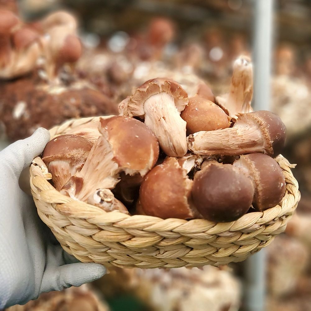 [생산자직송] 충북 박대선님의 무농약 참송이 버섯 1kg(파지)