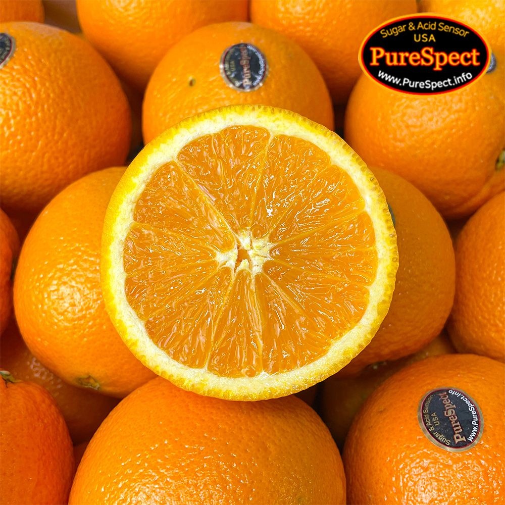 퓨어스펙 블랙라벨 오렌지 중과 10과