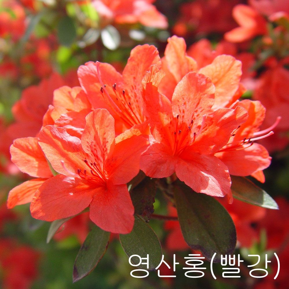 [나무인] 영산홍 철쭉 빨강색꽃  10개