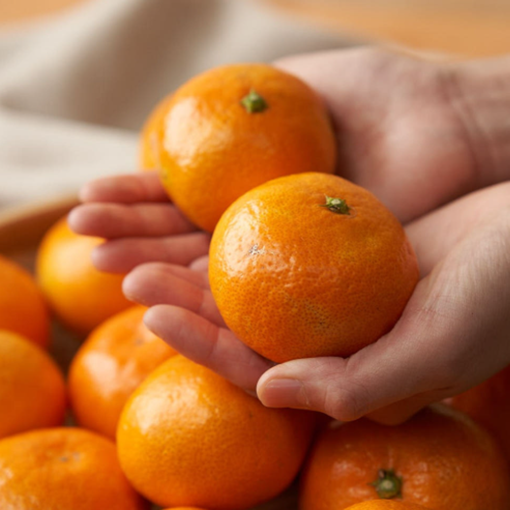 제주 직송 타이벡 효돈 햇 감귤 귤 10KG 로얄과수 (S-M)