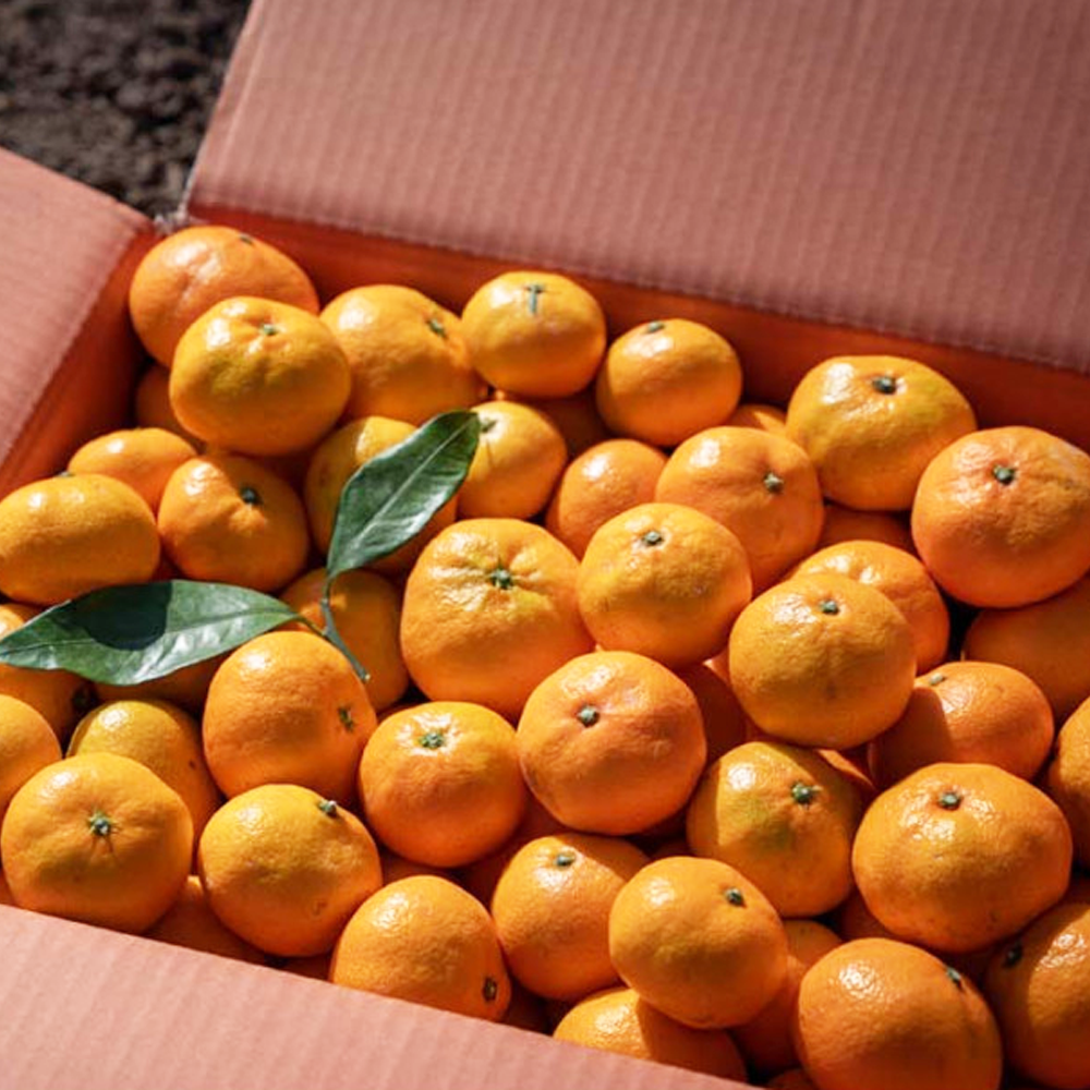 딱200박스만 제주 하우스 효돈 햇 감귤 귤 10KG 로얄과 (S-M)