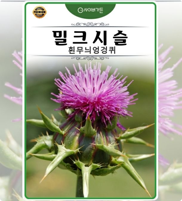 밀크시슬 흰무늬엉겅퀴 20립 꽃차용 샐러드용 허브차 일년생 식용허브