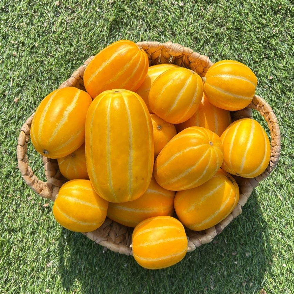 [온누리상품] 고당도 경북 성주 참외 실속형 2kg/3kg/5/kg/10kg