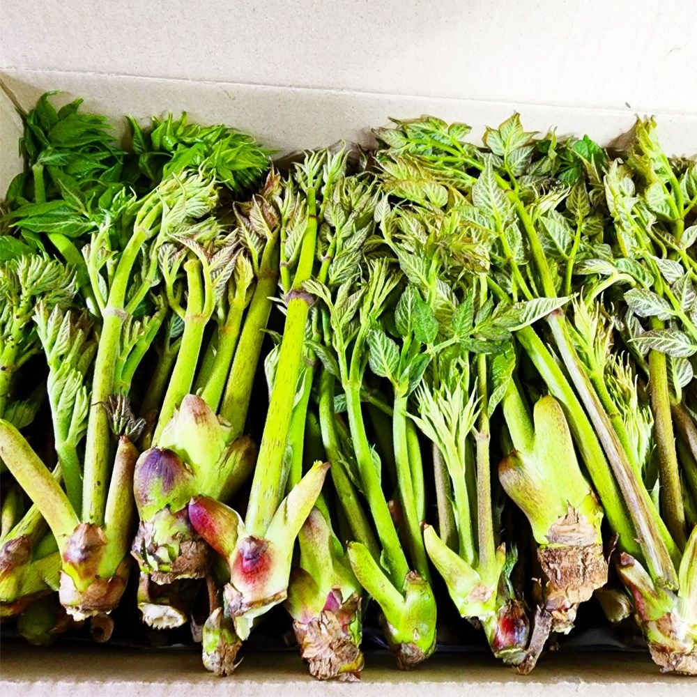 [예약] 백운산 자연산 참두릅 1kg 내외 4/2 전후 주문순으로 출고예정