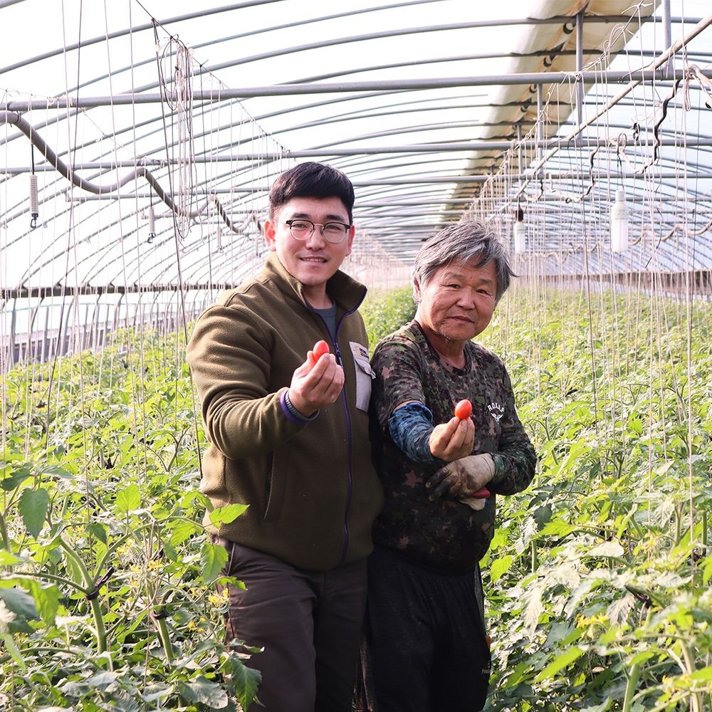 유기농 대추 방울토마토 2kg 3kg 5kg 내외 전남 담양군 농장직송 당일수확