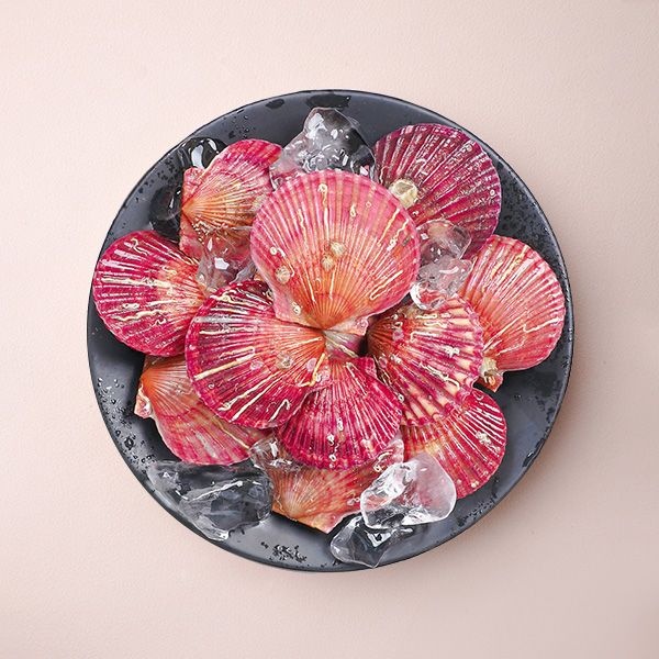 국내산 통영 홍가리비 당일발송 신선배송 제철 해산물 1kg/2kg/3kg
