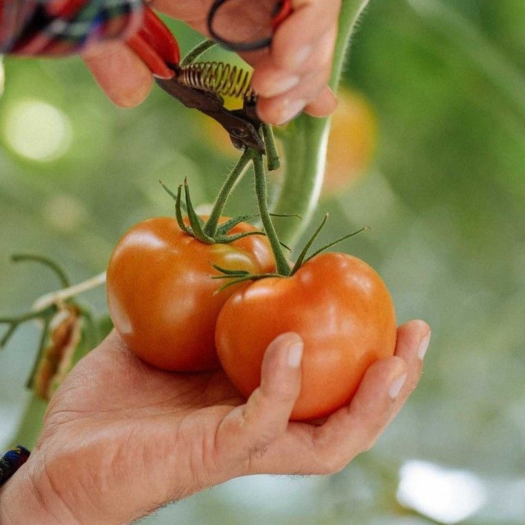 부안마케팅영농조합법인 건강하게 중과 완숙 5kg 자란 찰 토마토