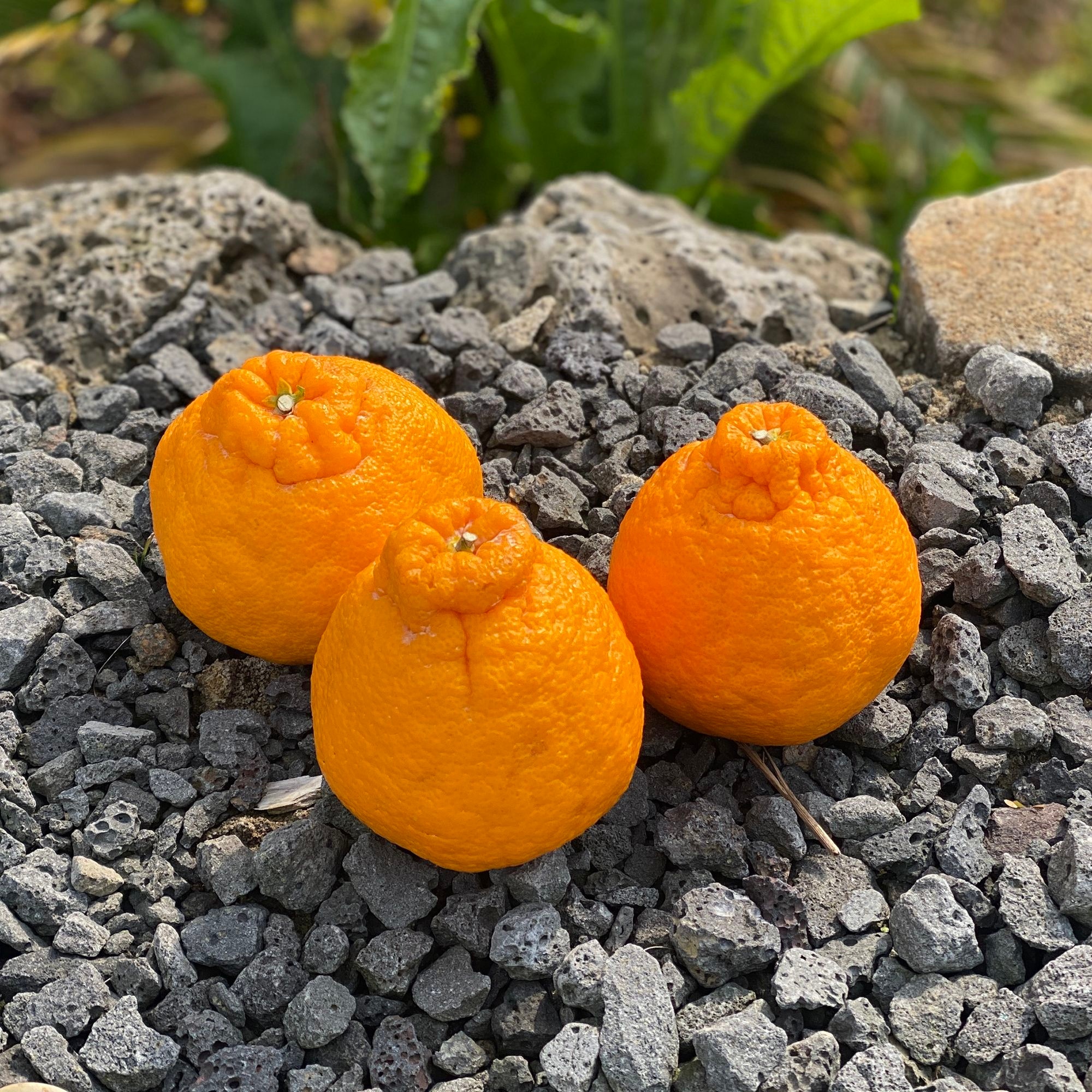 [조은문마켓 협력업체]제주도 한라봉 제철 햇 가정용 신선 제주한라봉 2kg 3kg 5kg 10kg