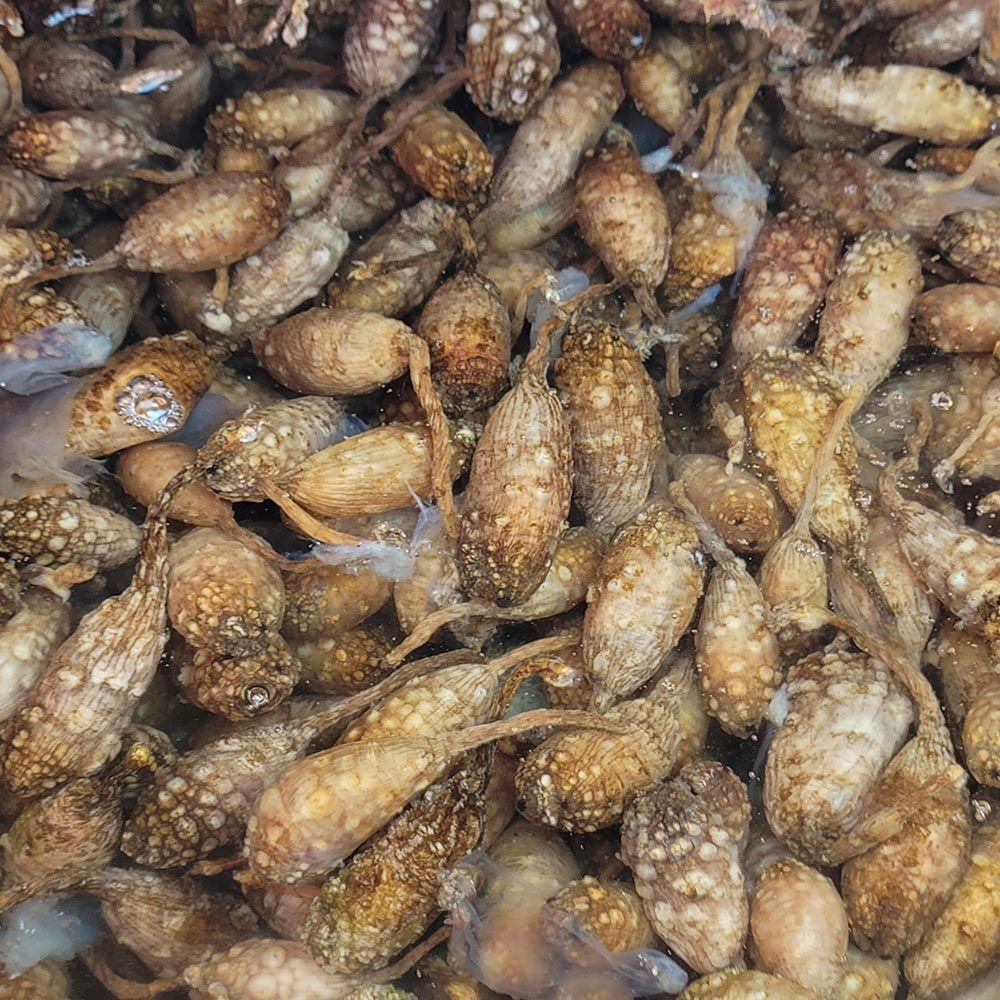 파인밀 [파인밀] 산지직송! 바다내음 가득한 제철 오만둥이 1kg 3kg 외