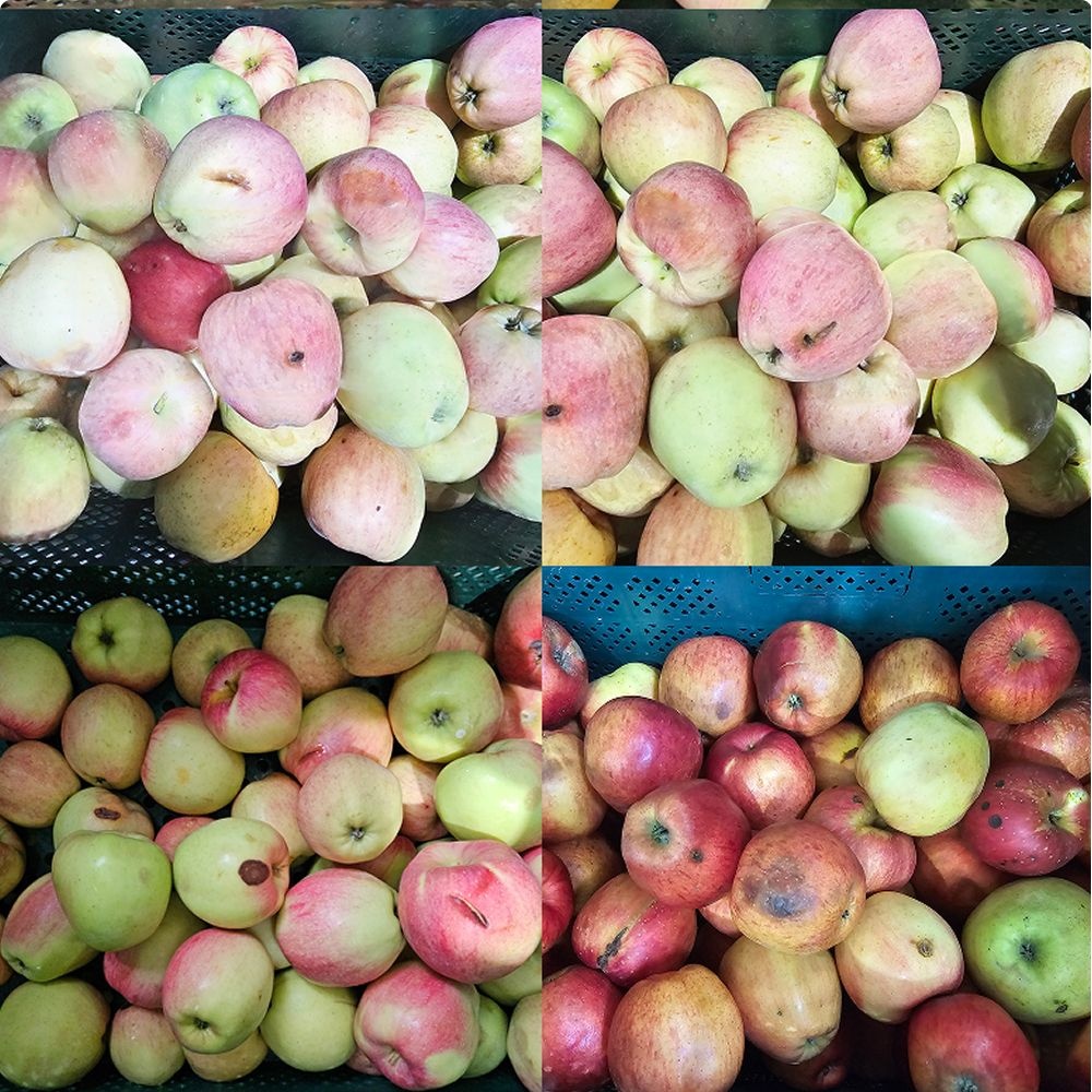 산지직송연구소 못난이 사과 농가돕기 노마진 주스용 잼용 스무디용 10kg 대용량 알뜰박스 반품환불x