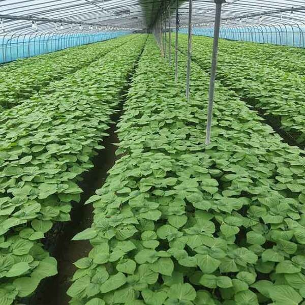 [푸드맛봄] 경남 밀양 지역 특산물로 유명한 깻잎 1kg