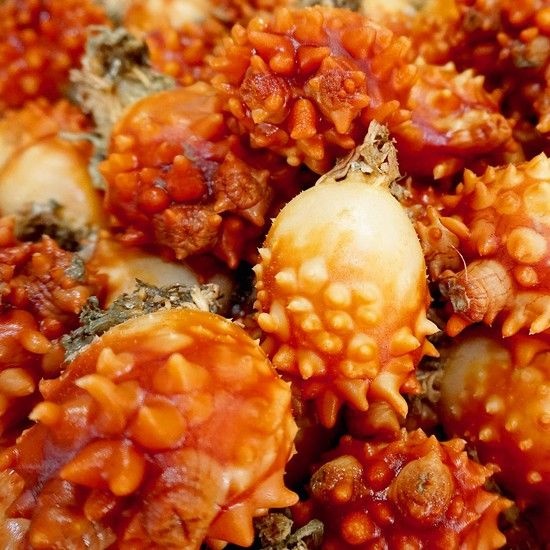 굴키우는남자 산지직송 제철 활멍게1kg 손질깐멍게500g 통영햇멍게