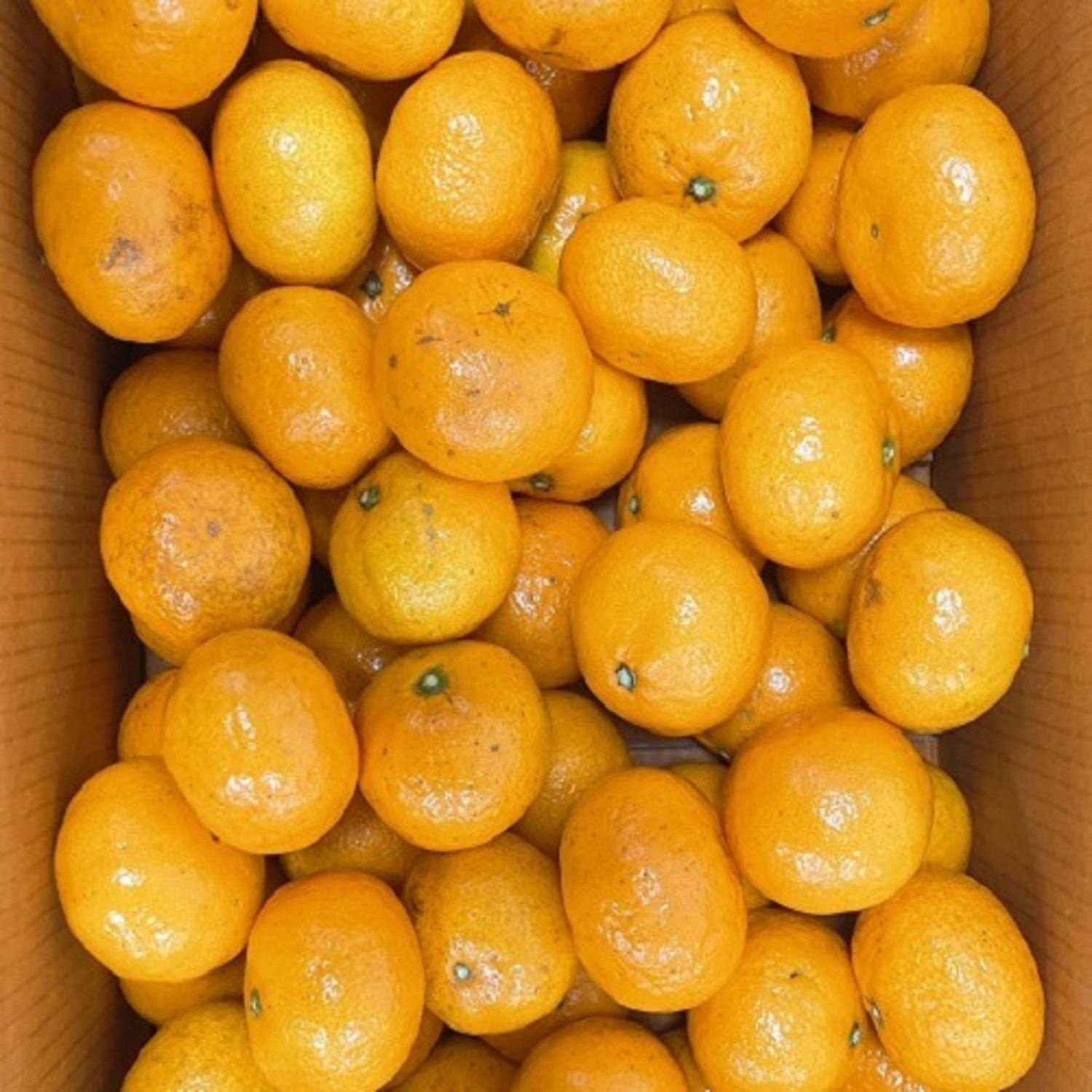 아달달농산 [온누리상품] [재구매율1위] 고당도 타이벡 감귤 2kg 5kg 10kg 최상품 특품