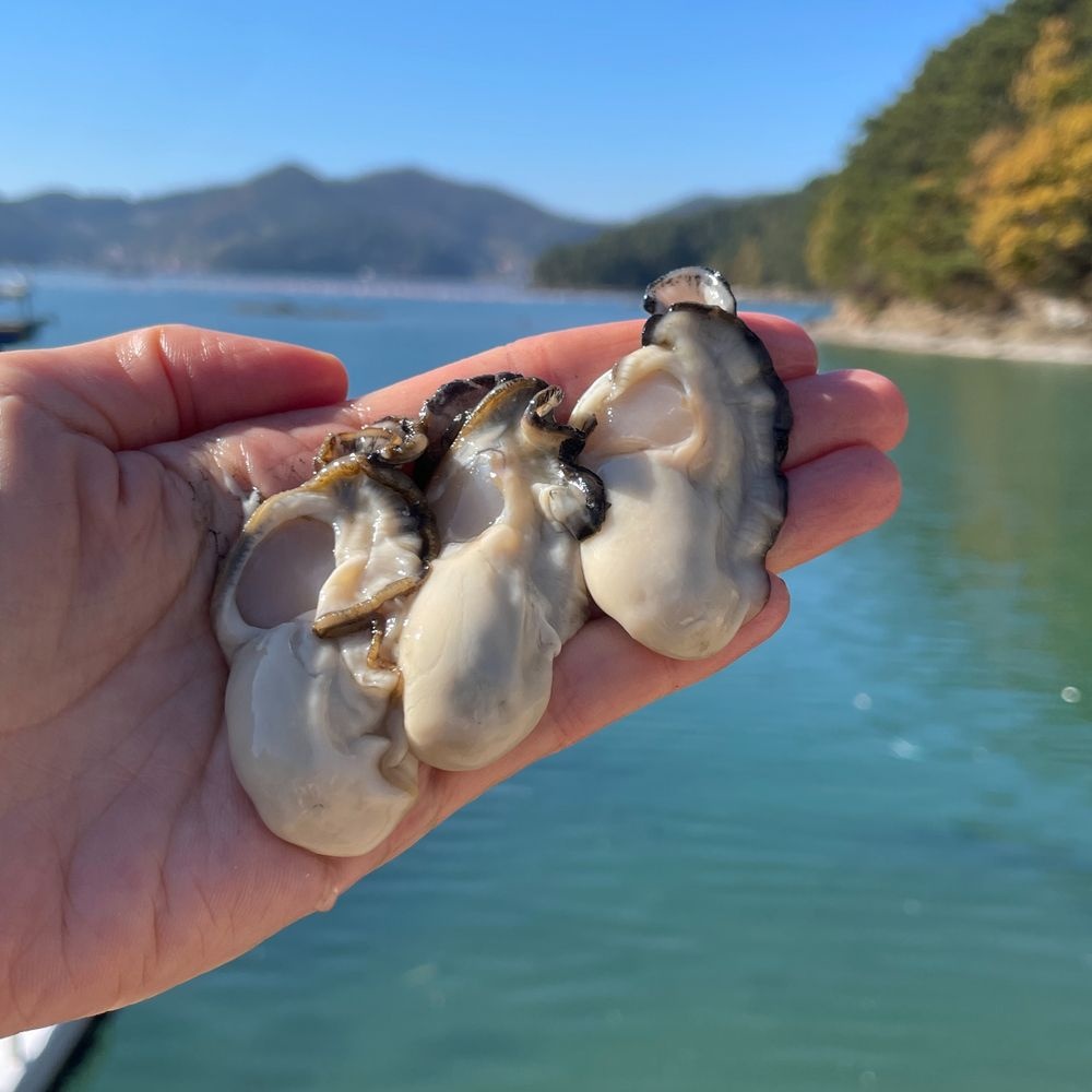 [이순신수산] 국내산 산지 통영 최상급 깐 생굴 버블세척 1kg