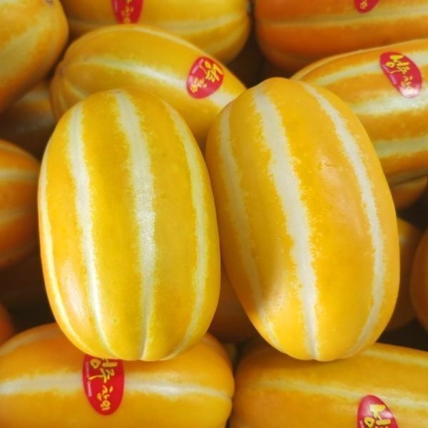 성주참외 꿀 참외 가정용 5kg 랜덤 / 이번주만 특가 160525