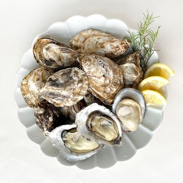 [남해촌놈들] 산지직송 프리미엄 생굴 석화 개체굴 2kg