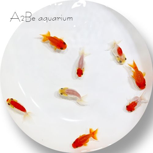 [에이투비]홍백 난주 / 3~4cm 전후 / 2마리