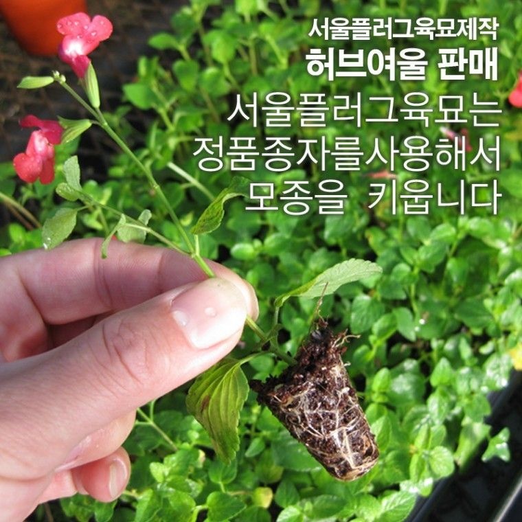 허브여울 핫립세이지 (남부지방노지월동) 허브모종 5개 3500원 (서울육묘생산 허브여울판매)