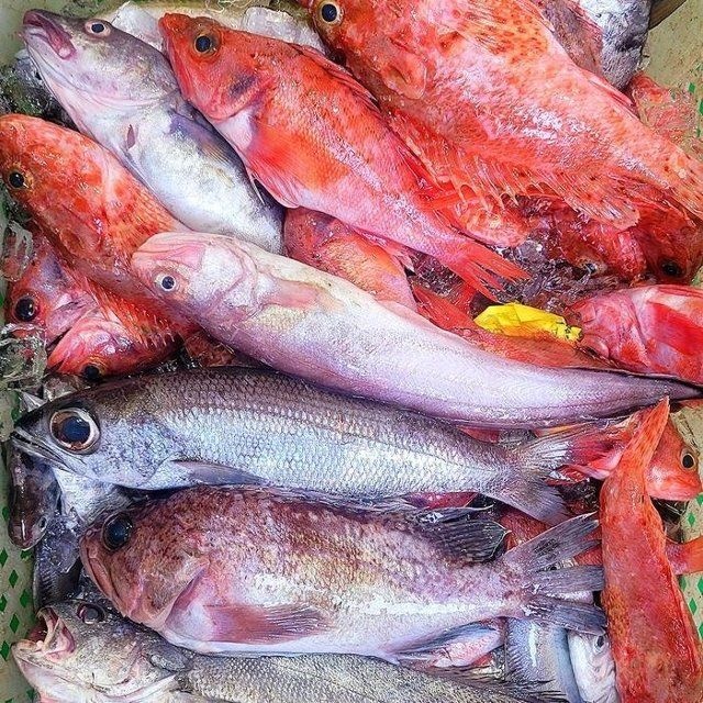 생물 자연산 통영 제철 생선 3kg 3-8종 잡어 모듬 생...