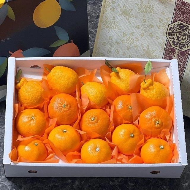 명품 제주 천혜향 레드향 한라봉 선물세트 4.5kg 12-...