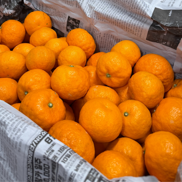 제주 프리미엄 상큼달콤 감귤 카라향 랜덤과/중소과/중과/대과/특대과 2/3/5/10KG